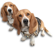 The Houndels Saka and Juni, Lyul's basset hound Therapeutic Carework Companion
